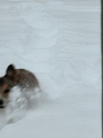 Check out all of the snow photos you sent us on January 25th, 2026.