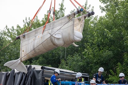 Beluga whale rescue