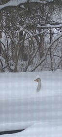 Check out all of the snow photos you sent us on January 25th, 2026.