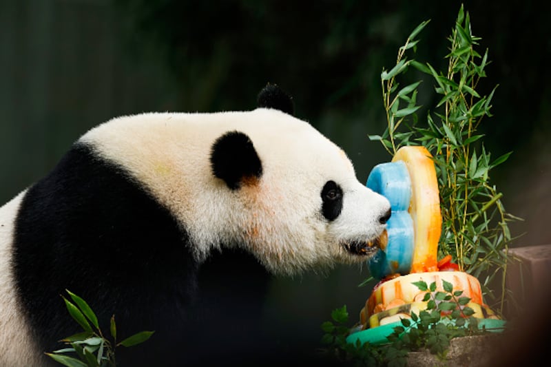 Giant Pandas